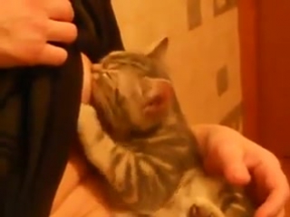 breastfeeding a cat